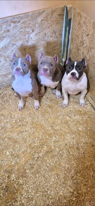 American bully abkc