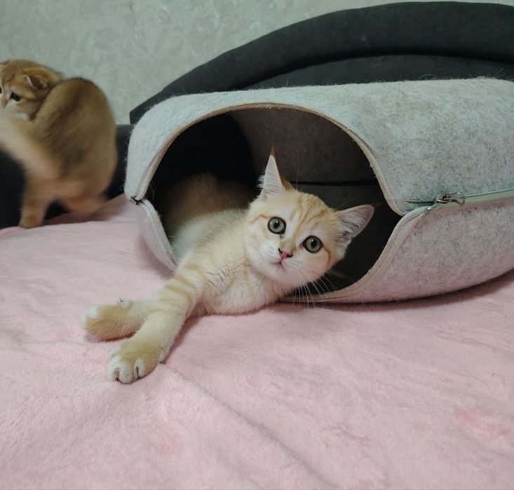 Шотландські кошенята