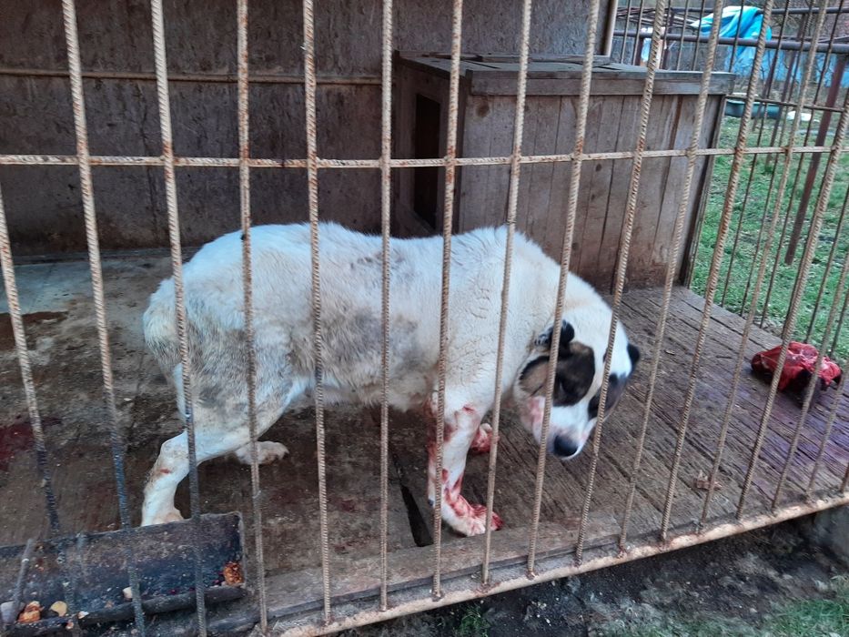 Алабай для вязки