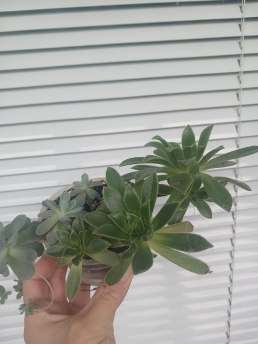 Молодило та ехеверія, сукуленти