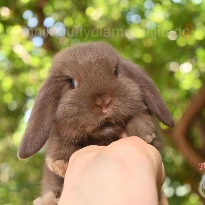 Ексклюзивні карликові кролики. Висловухий NHD. Є вибір! Розплідник