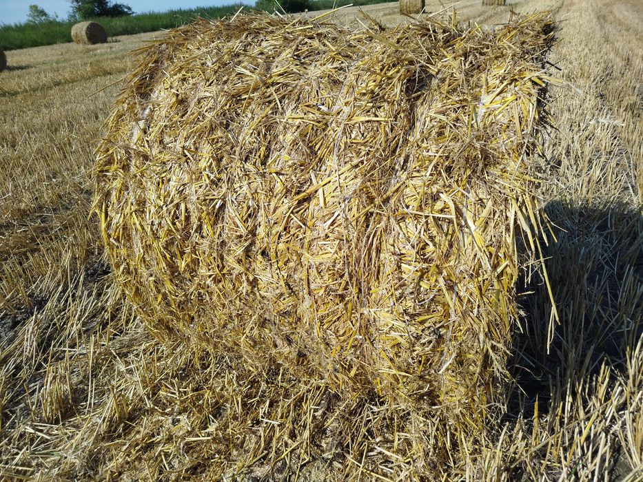 Sprzedam słomę 130cm