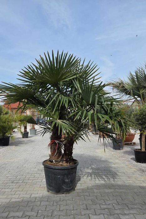 Palma mrozoodporna Trachycarpus fortunei – dostępne różne rozmiary