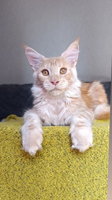 Котик породы Мейн Кун