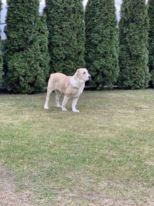 Алабай  чистокровний