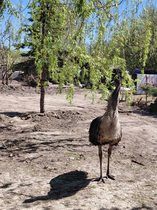 Emu samiec 4lata i samica 6lat