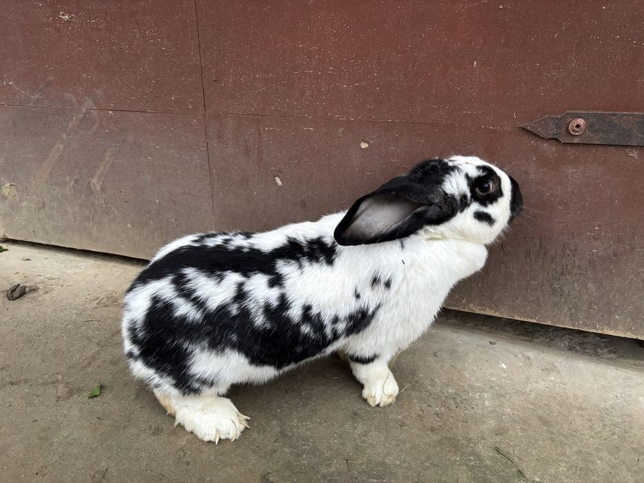 Samica mieszanka baran francuski ze srokaczem