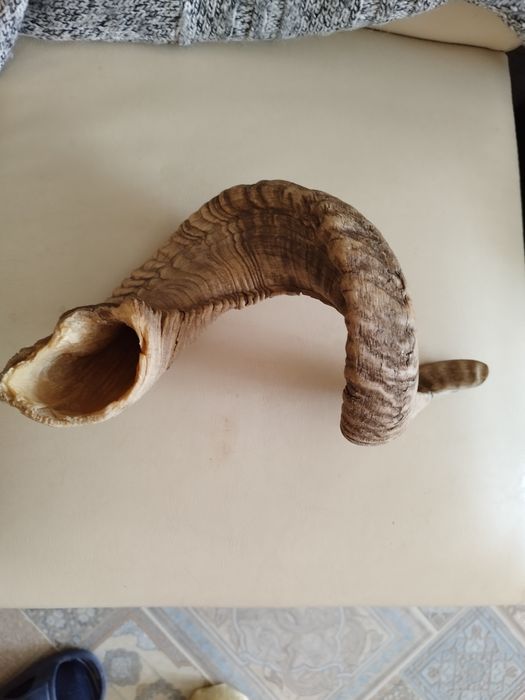 Продаю Рог Архара