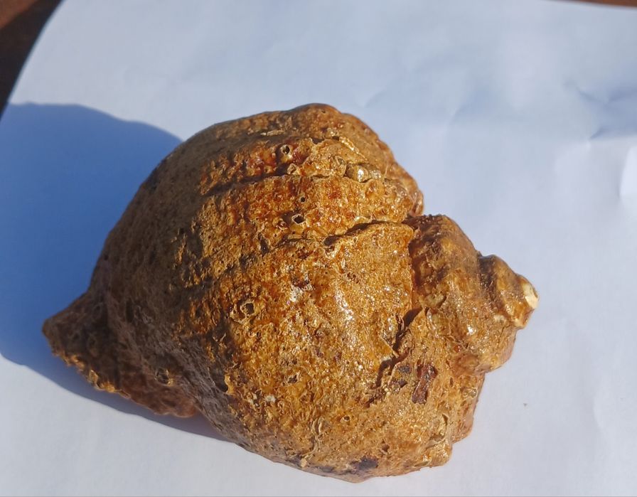 Ракушка (рапан).