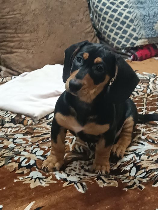 Срочно Продам щенка  Таксы