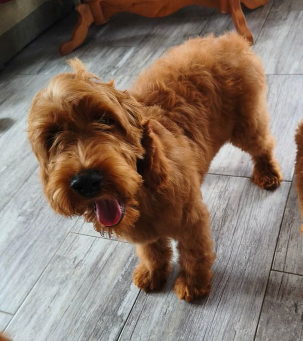 Irishdoodle f1 Doodle goldendoodle seter
