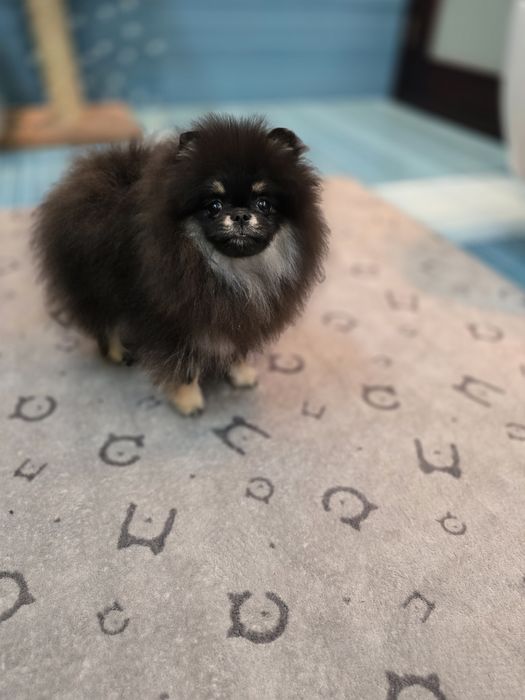 Przepiękną sunia pomeranian FCI  typie misia