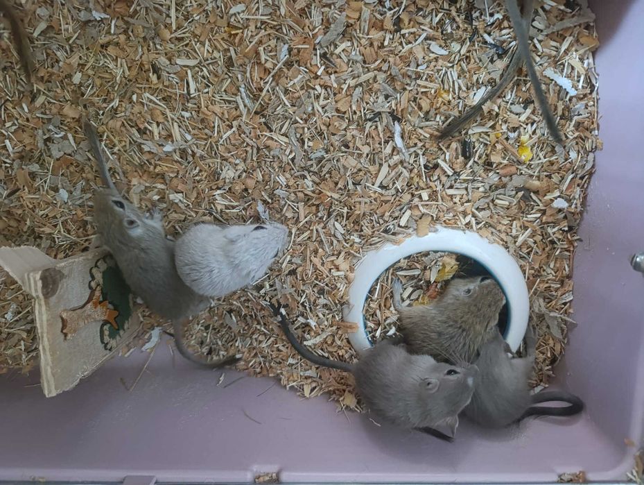 Myszoskoczki oddam w dobre ręce za darmo myszoskoczek