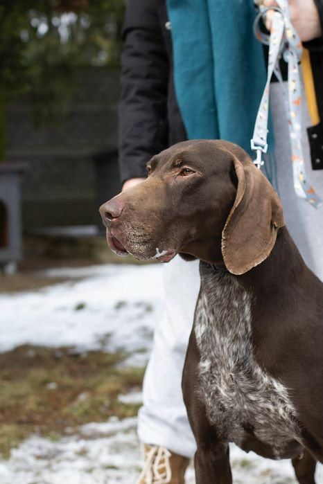 Piękny pies do adopcji