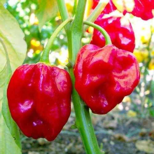 10 Sementes de Pimento Picante Habanero Vermelha