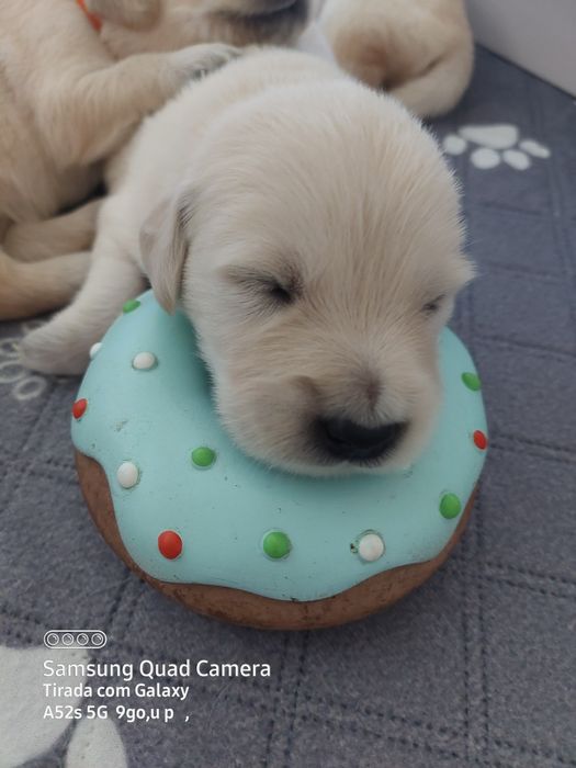 Golden Retriever