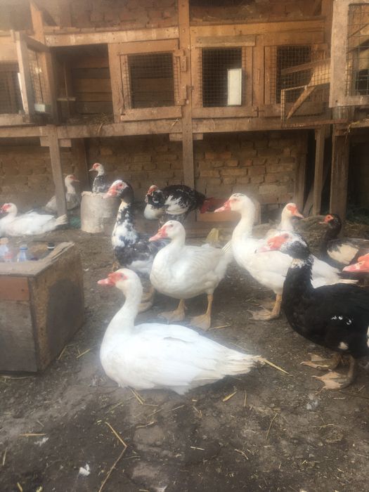 Мускусні качки та качури важкої німецької лінії га плем‘я