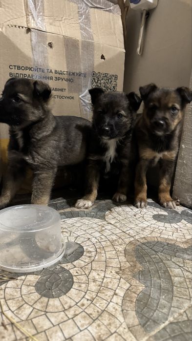 Цуценя, цуценята, собачка