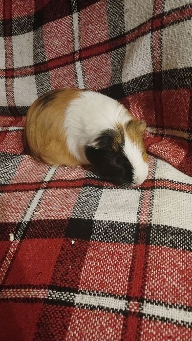 Морські свинки безкоштовно