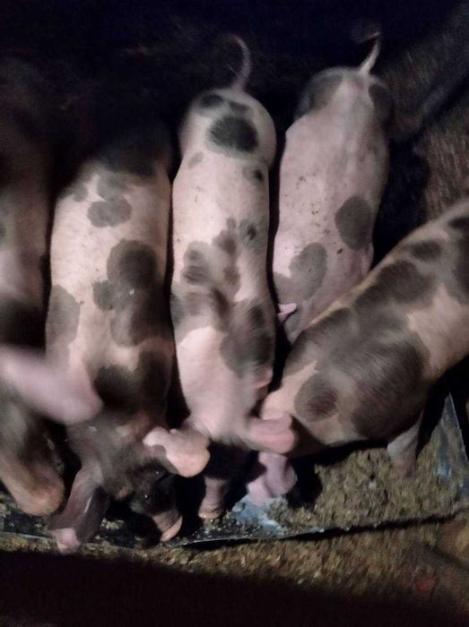 Продам поросят молодняк 7 тижнів