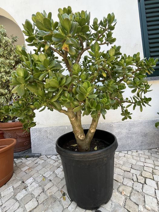 Jade sucolenta em vaso