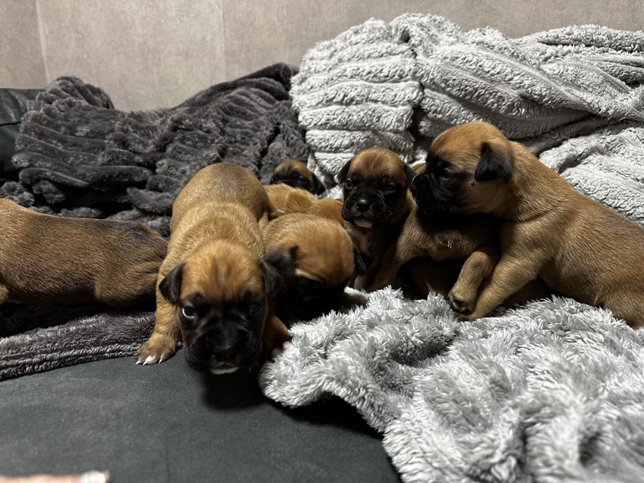 Щенок Боксера, Цуценята Німецького Боксера