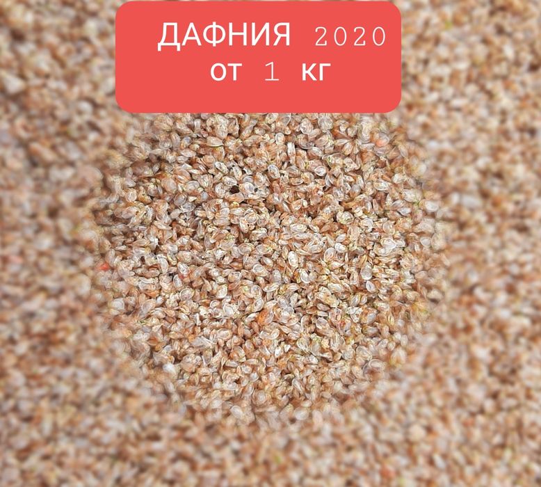 Дафния  сухая от заготовителя 2024 (  1 кг)- продам