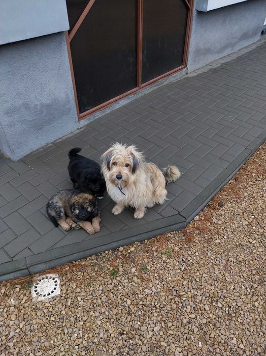 Oddam za darmo szczeniaki w dobre ręce.