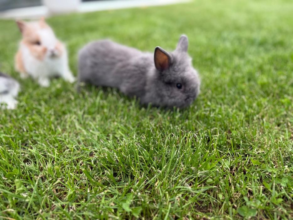 Króliczki karzełek ,teddy mini