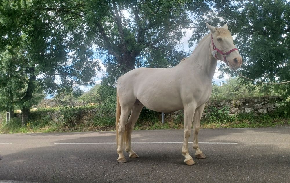 Egua isabel muito bonita psl pura com livro azul