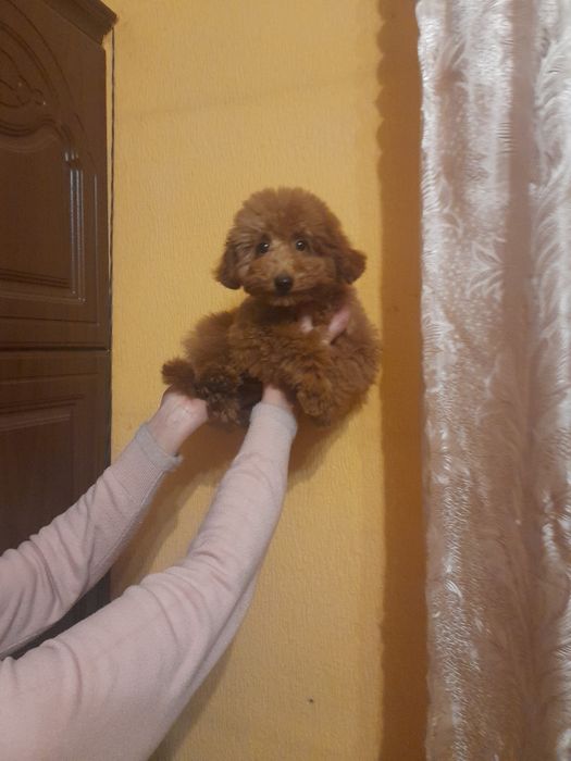 Красунчік той пудєль