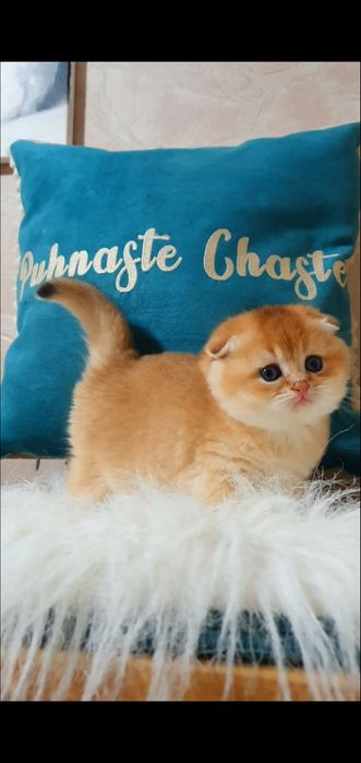 Золотий висловухий шотландський котик