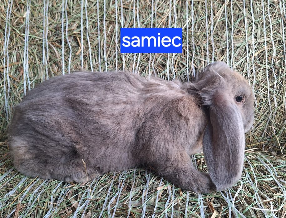 Króliki barany francuskie samce i samiczki
