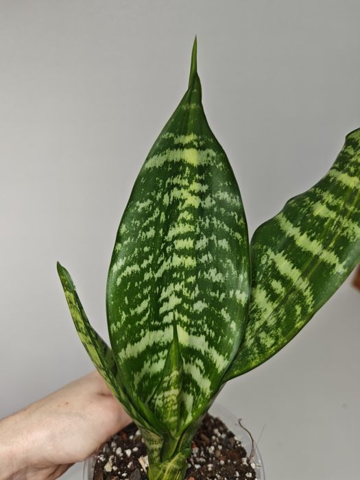 Sansevieria Futura var