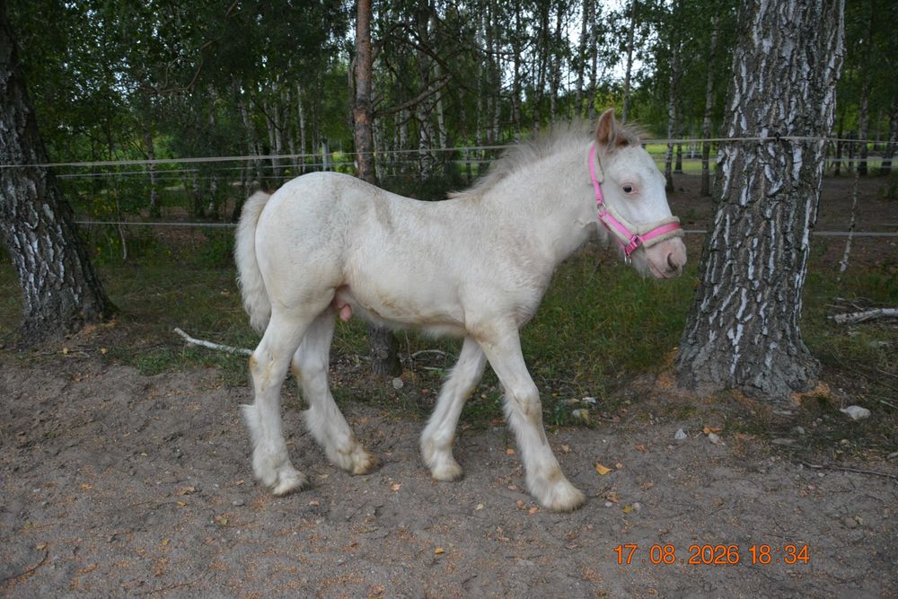 Wyjątkowy ogierek IRISH COB – MAGIC KASZMIR