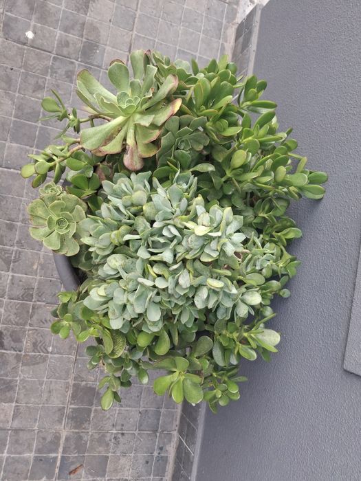 Plantas em vaso de barro