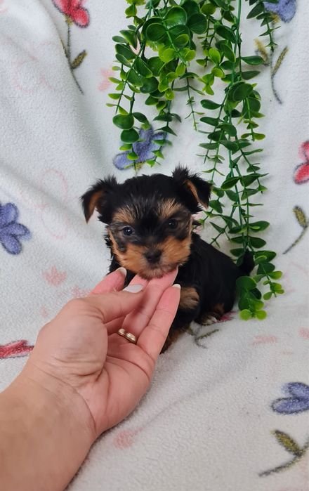 Estupendo menino Yorkshire Terrier mini de Qualidade