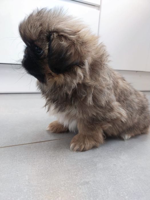 Pekińczyk szczeniak