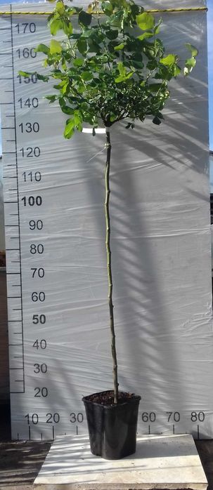 Róża Pienna doniczka 5L