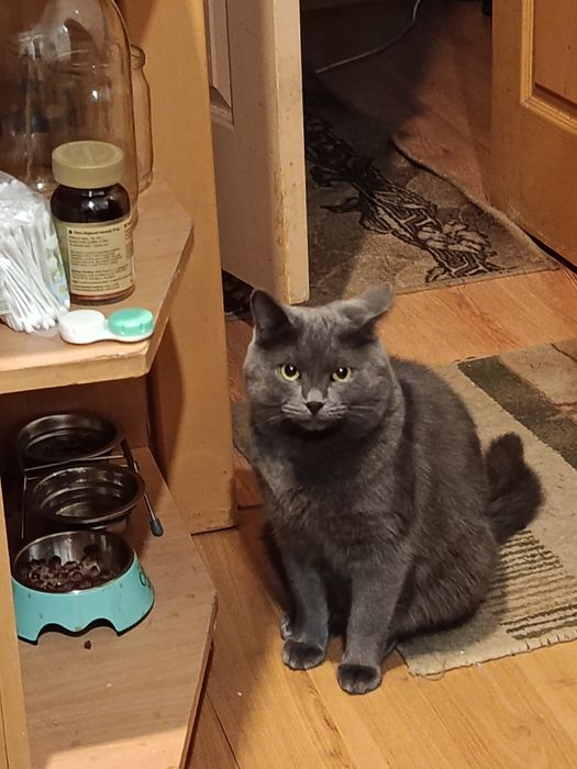 Отдам кота в хорошие руки