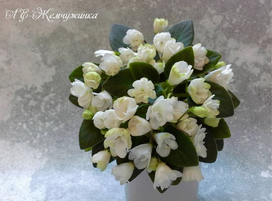 Міні фіалки, дітки фіалок, мікро фіалки, мини фиалки, сенполия