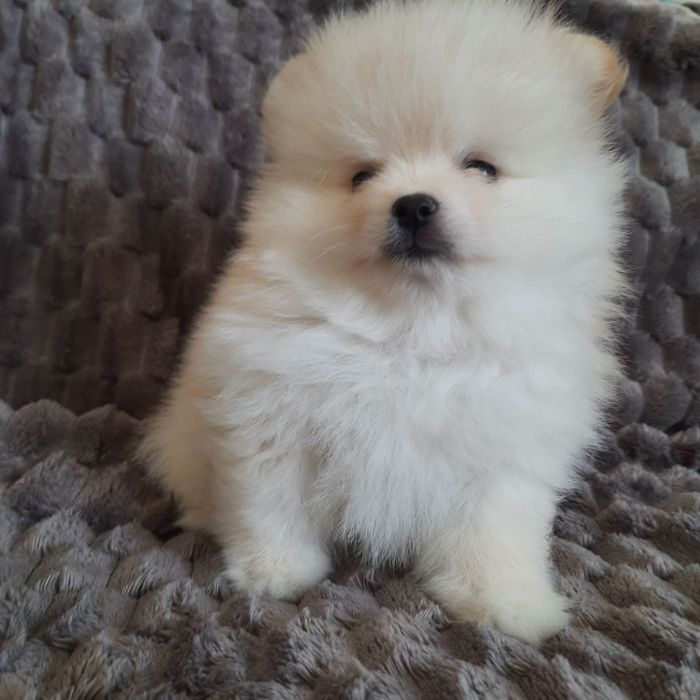 Цуценята дівчата та хлопчики Померанські Шпіци.