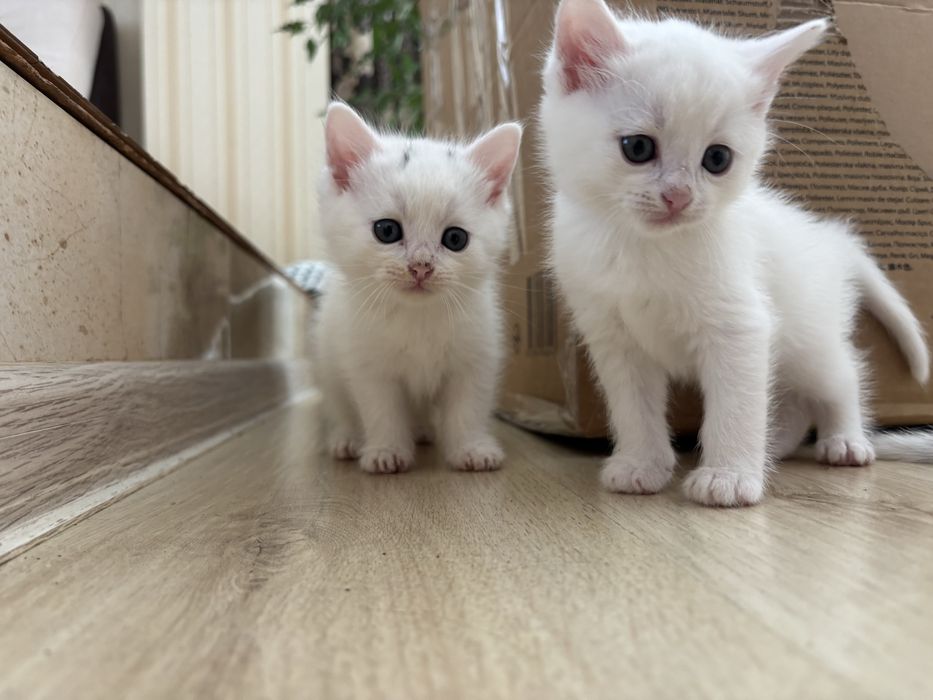 Дуже потребують сімʼю!