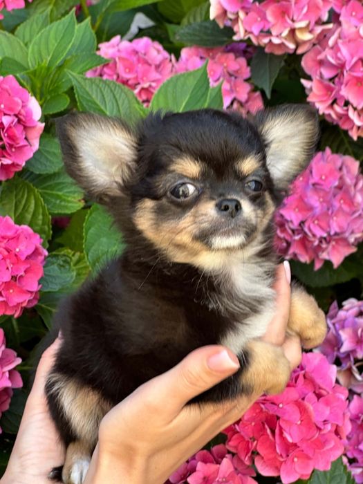 Cudowny chlopiec Chihuahua  dlugowlosy