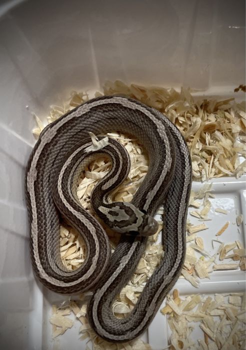 Węże zbożowe, wąż zbożowy z wyprawka