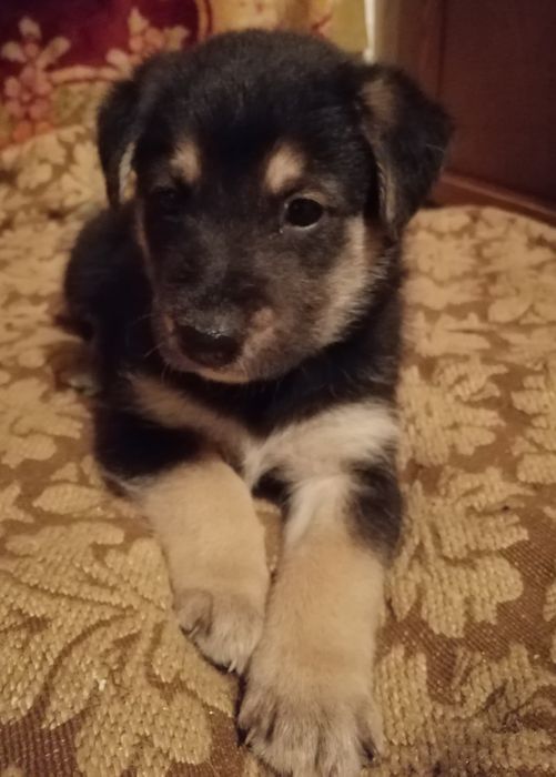 Хлопчик, майже вівчарка.