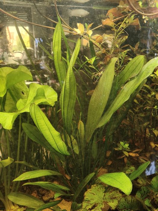 Żabienice-echinodorus
