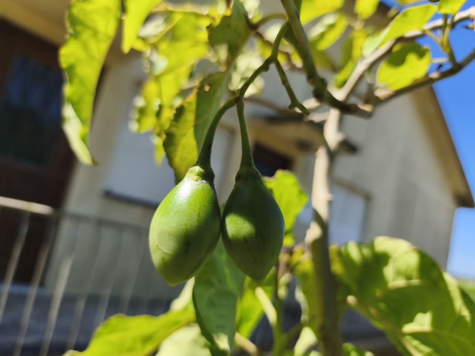 Árvores frutíferas e plantas exóticas e tropicais.