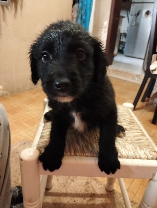 Bebé para adoção responsável