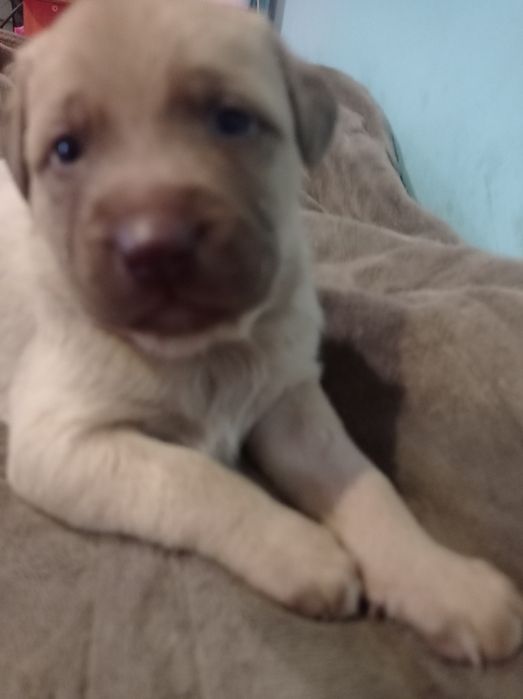 Шикарні цуценя бронюйте